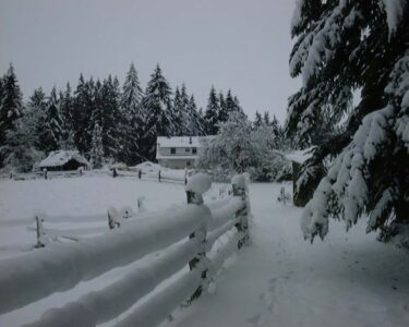 Taking Care of Turkeys in Winter Image